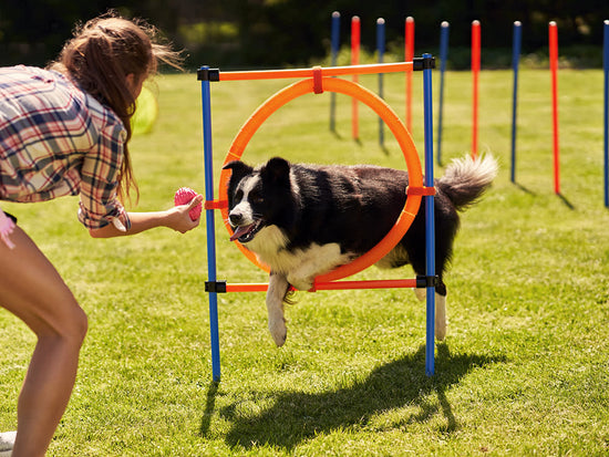 Fun Outdoor Activities to Keep Your Dog Active and Happy