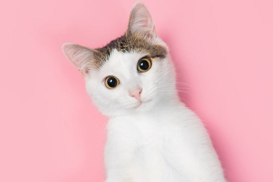 10 Fascinating Facts About Cats You Probably Didn’t Know