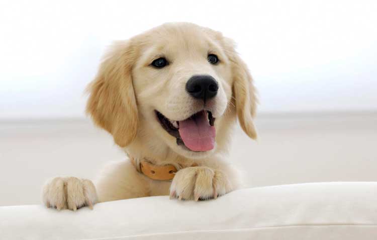 10 Essential Tips for Raising a Happy and Healthy Dog